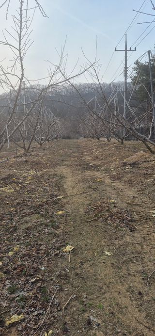강성분님의 복숭아 · 영농일지 작성글 사진