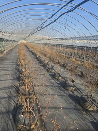 축복농장님의 블루베리 · 영농일지 작성글 사진