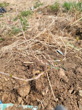 박치문님의 기타작물 · 영농일지 작성글 사진