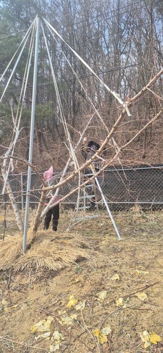 강성분님의 복숭아 · 영농일지 작성글 사진