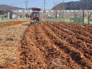 심기정님의 고구마 · 영농일지 작성글 사진