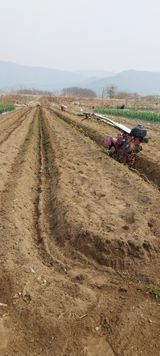 팜모닝 고추·영농일지 게시글 이미지