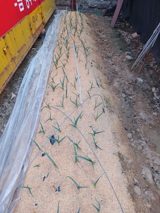 도토리아줌마님의 마늘 · 영농일지 작성글 사진