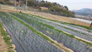 가야산아래촌농님의 기타작물 · 영농일지 작성글 사진