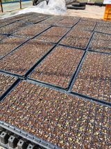 팜모닝 옥수수·영농일지 게시글 이미지