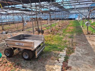 조성대님의 포도 · 영농일지 작성글 사진