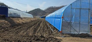 강연수님의 고추 · 영농일지 작성글 사진