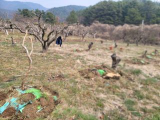 박치문님의 기타작물 · 영농일지 작성글 사진