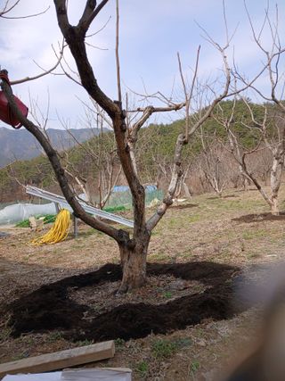 향양농장 사랑합니다님의 감 · 영농일지 작성글 사진