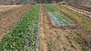 정인재님의 마늘 · 영농일지 작성글 사진