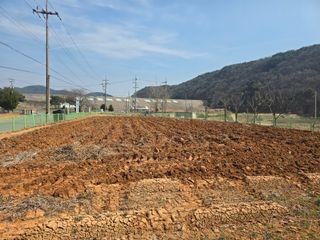 심기정님의 고구마 · 영농일지 작성글 사진