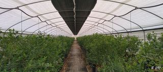 류근택님의 블루베리 · 영농일지 작성글 사진