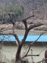 팜모닝 감·영농일지 게시글 이미지