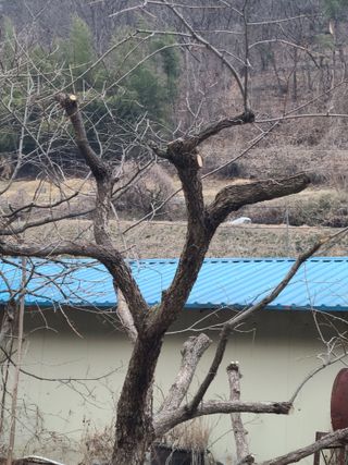 박춘성님의 감 · 영농일지 작성글 사진