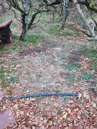 박춘성님의 감 · 영농일지 작성글 사진