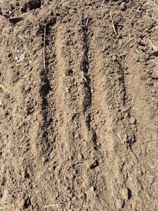 박순례님의 감자 · 영농일지 작성글 사진