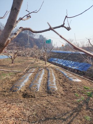 대운농원님의 기타작물 · 영농일지 작성글 사진