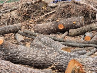 황매산신령님의 버섯 · 영농일지 작성글 사진