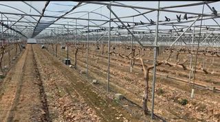 젠틀맨님의 기타작물 · 영농일지 작성글 사진