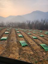 팜모닝 기타작물·영농일지 게시글 이미지