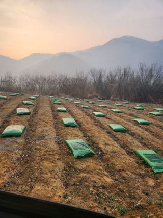 참깨.고추ㆍ박천제님의 기타작물 · 영농일지 작성글 사진