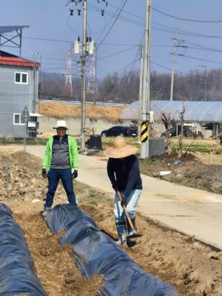 박순례님의 감자 · 영농일지 작성글 사진