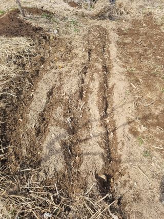 최기동님의 두릅 · 영농일지 작성글 사진