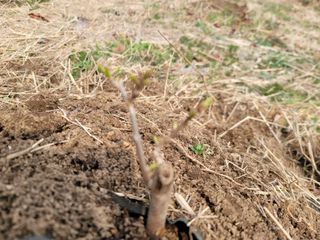 박치문님의 기타작물 · 영농일지 작성글 사진