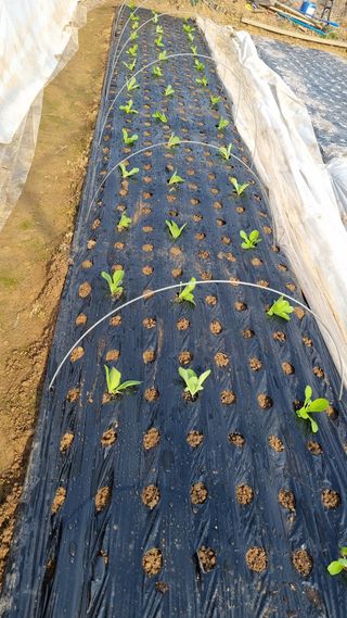 김지철님의 기타작물 · 영농일지 작성글 사진