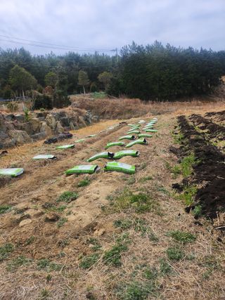 도깨비윤샘 님의 기타작물 · 영농일지 작성글 사진