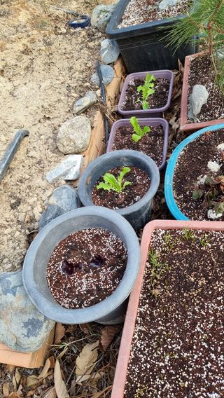 권혁렬님의 상추 · 영농일지 작성글 사진