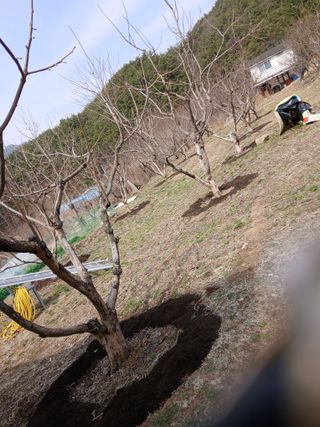 향양농장 사랑합니다님의 감 · 영농일지 작성글 사진