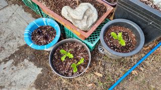 권혁렬님의 상추 · 영농일지 작성글 사진