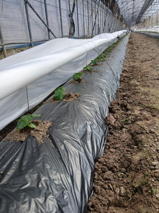 879412님의 기타작물 · 영농일지 작성글 사진