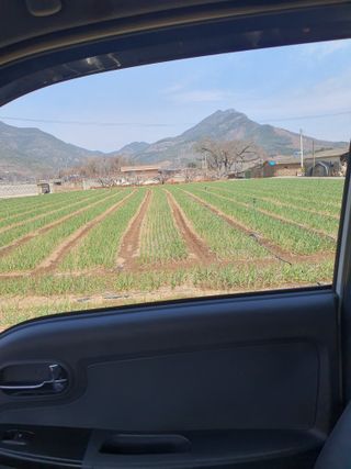 김영복님의 마늘 · 영농일지 작성글 사진