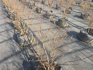 축복농장님의 블루베리 · 영농일지 작성글 사진