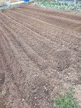 팜모닝 감자·영농일지 게시글 이미지