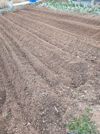 전주이상권님의 감자 · 영농일지 작성글 사진