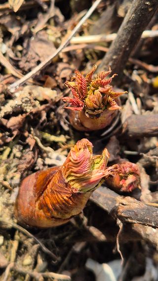 장봉덕님의 기타작물 · 영농일지 작성글 사진
