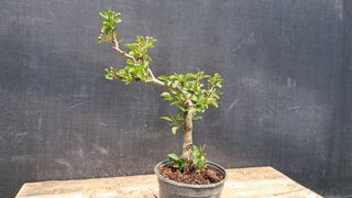 이정운님의 기타작물 · 영농일지 작성글 사진