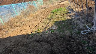 정인재님의 감자 · 영농일지 작성글 사진