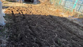 정인재님의 감자 · 영농일지 작성글 사진