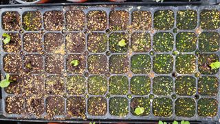 허인녕님의 호박 · 영농일지 작성글 사진