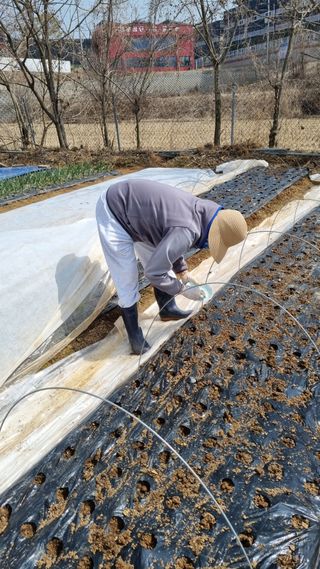 김지철님의 기타작물 · 영농일지 작성글 사진