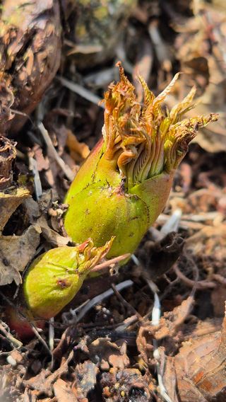 장봉덕님의 기타작물 · 영농일지 작성글 사진
