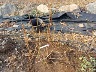 최동식님의 기타작물 · 영농일지 작성글 사진