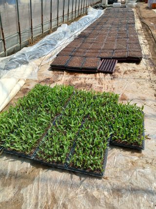 차민주님의 옥수수 · 영농일지 작성글 사진