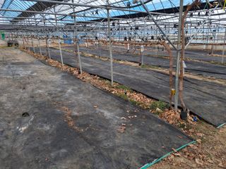 조성대님의 포도 · 영농일지 작성글 사진