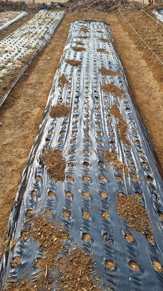 김지철님의 기타작물 · 영농일지 작성글 사진