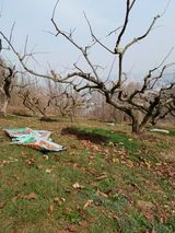 팜모닝 감·영농일지 게시글 이미지